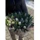51 тюльпан - сердце 51 тюльпан - сердце