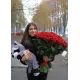 75 шикарных красных роз 75 шикарных красных роз