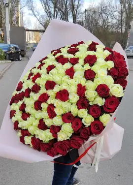 101 красно белая роза "Милан"  70см