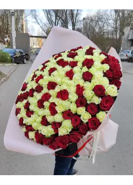 101 красно белая роза "Милан"  70см