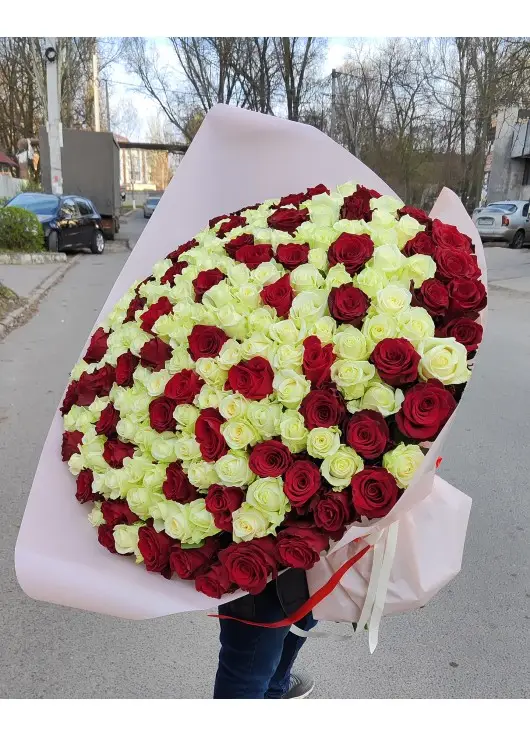 101 красно белая роза "Милан"  70см