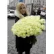 101 белая роза "Классика" 101 белая роза "Классика"