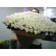 301 белых роз 301 белых роз