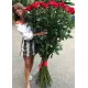 Гигантские розы 120-150 см Гигантские розы 120-150 см