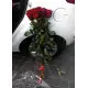 Метровые Роскошные розы в Днепре Метровые Роскошные розы в Днепре