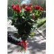 Красные Розы Днепр поштучно Красные Розы Днепр поштучно