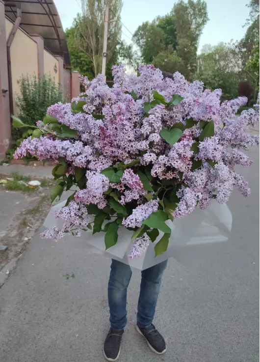 Огромный букет сирени