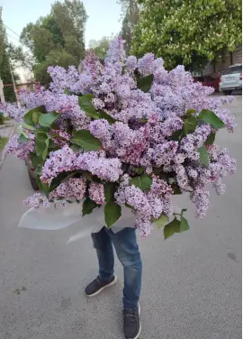 Огромный букет сирени