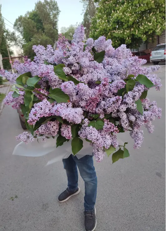 Огромный букет сирени