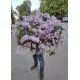 Огромный букет сирени