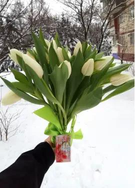Букет из 15 белых тюльпанов (импорт, Голландия)