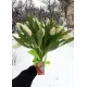 Букет из 15 белых тюльпанов (импорт, Голландия)
