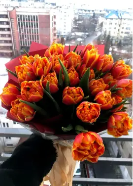 Букет из 25 оранжевых тюльпанов (импорт, Голландия)