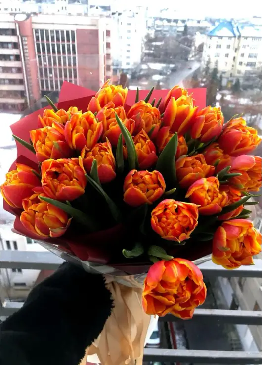 Букет из 25 оранжевых тюльпанов (импорт, Голландия)
