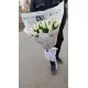 Букет из 45 белых тюльпанов (импорт, Голландия)