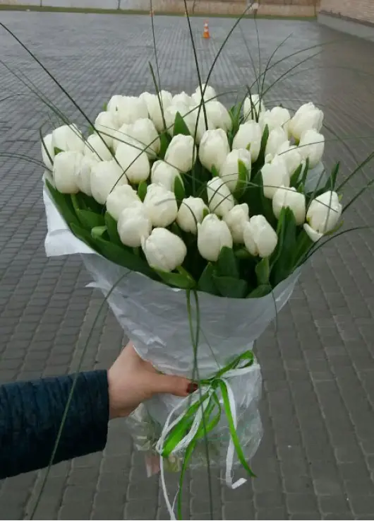 Белый лебедь 51 белый тюльпан Белый лебедь 51 белый тюльпан