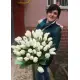 Белый лебедь 51 белый тюльпан Белый лебедь 51 белый тюльпан