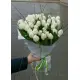 Букет из 51 белых тюльпанов (импорт, Голландия)