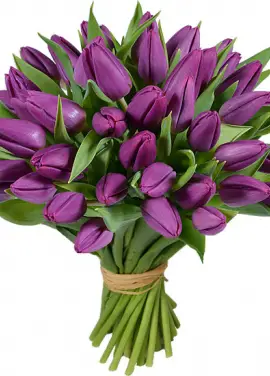  51 фиолетовый тюльпан