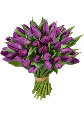  51 фиолетовый тюльпан