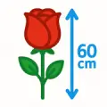 Букеты роз 60 см