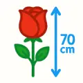 Букеты роз 70 см