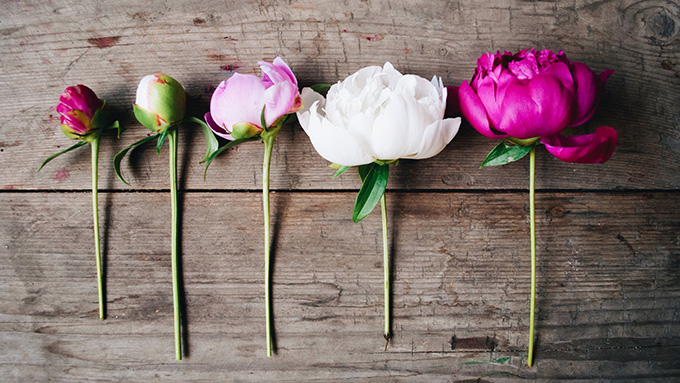 the size of a peony when it blooms